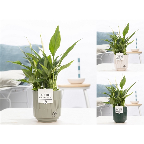 <h4>Spathiphyllum in P&PURE Tess 2 ceramics ass. 3</h4>