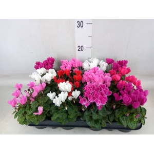 Cyclamen KL 'Verano'