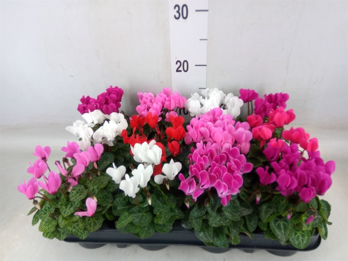 <h4>Cyclamen KL 'Verano'</h4>