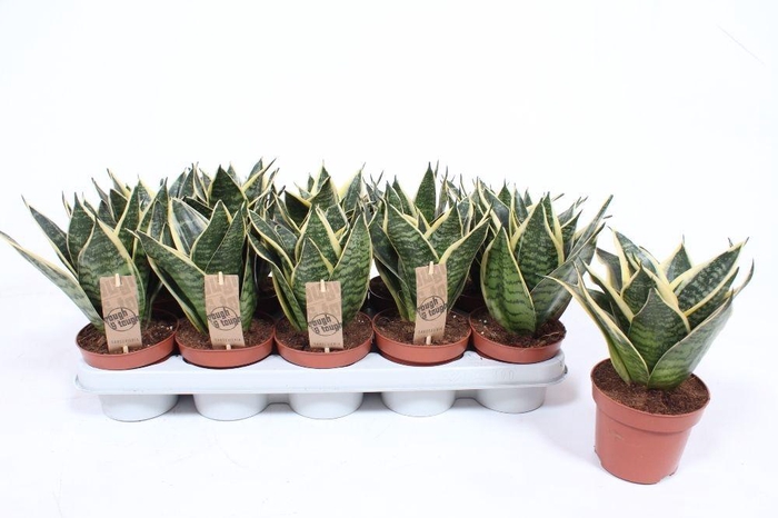 <h4>Sansevieria Golden Edge Hahnii</h4>