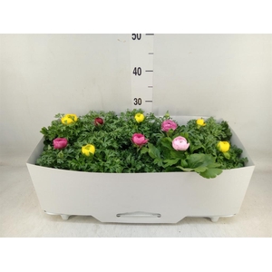 Ranunculus  'Sprinkles'
