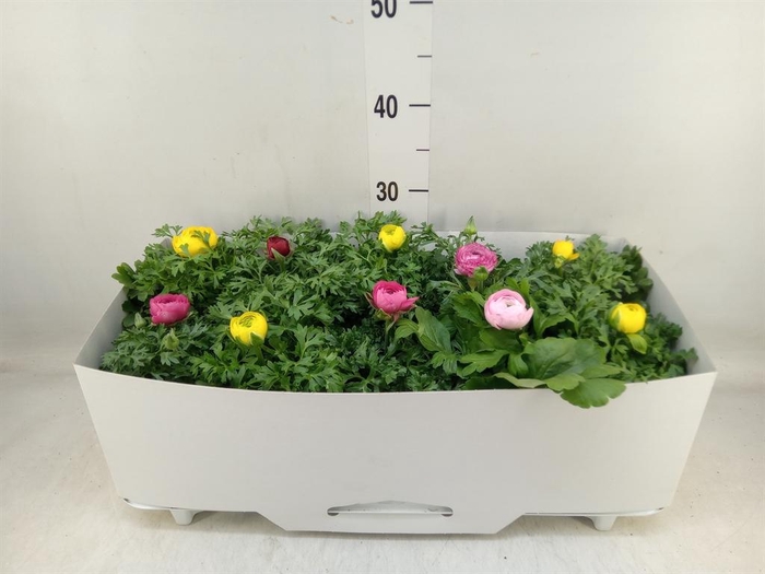 <h4>Ranunculus  'Sprinkles'</h4>