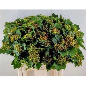 Viburnum Satisfaction