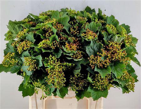 <h4>Viburnum Satisfaction</h4>