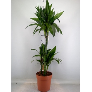 Dracaena frag. 'Janet Craig'