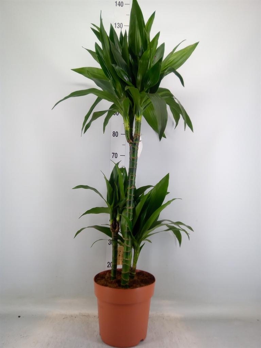 <h4>Dracaena frag. 'Janet Craig'</h4>