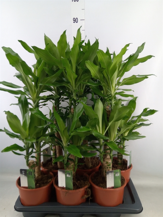 <h4>Dracaena frag. 'Steudneri'</h4>