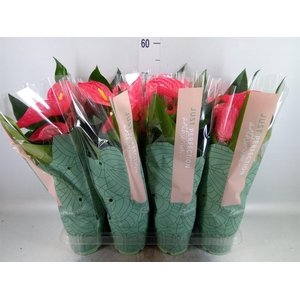 Anthurium andr. 'Maine'