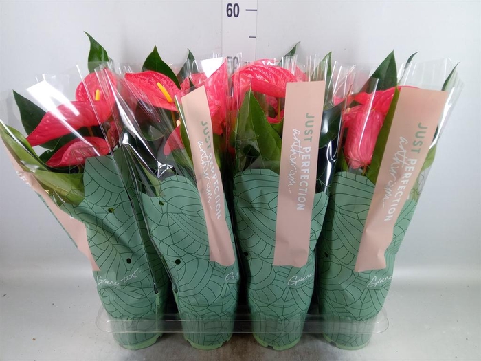 <h4>Anthurium andr. 'Maine'</h4>