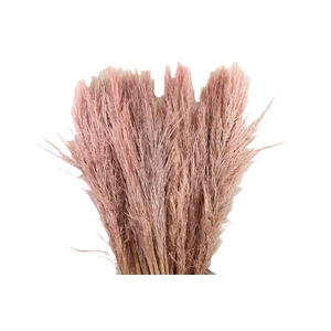 Cortaderia Pink Blush