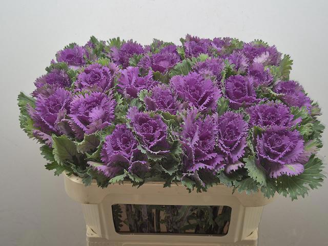 <h4>BRASS ALTAIR</h4>