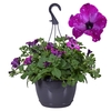 Hpot Petunia Mixlaag