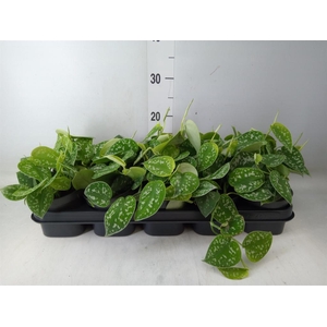 Scindapsus pictus 'Argyraeus'