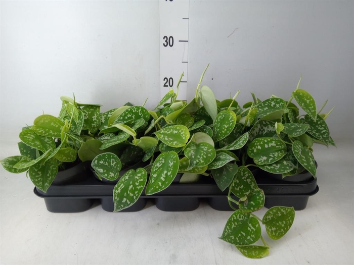 <h4>Scindapsus pictus 'Argyraeus'</h4>