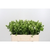 Phlox P Snowy