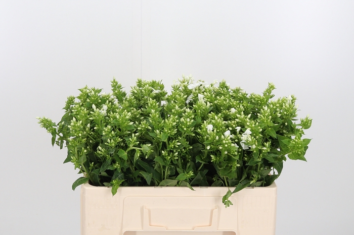 <h4>Phlox P Snowy</h4>