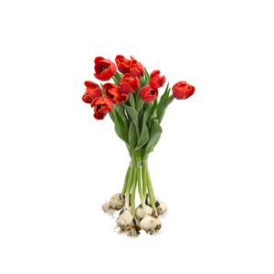 TULIPA LARANJA COM BULBOS