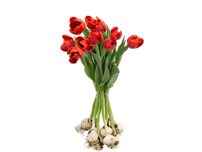 <h4>TULIPA LARANJA COM BULBOS</h4>