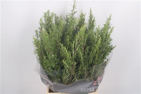 <h4>Rosmarinus Officinalis</h4>