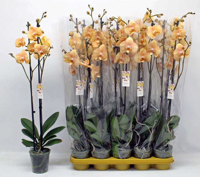 <h4>PHAL OV ORANJE</h4>