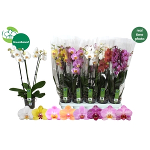 PHAL GEM 8 KL
