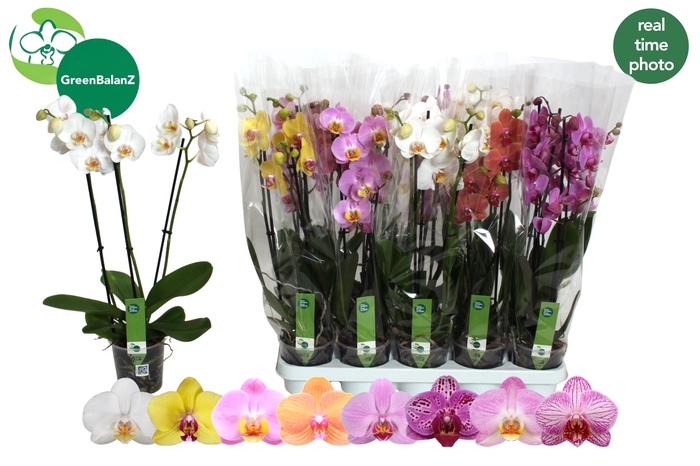 <h4>PHAL GEM 8 KL</h4>