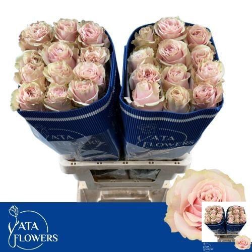 <h4>R GR PINK MONDIAL</h4>