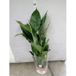 Spathiphyllum  'Sweet Sebastiano'