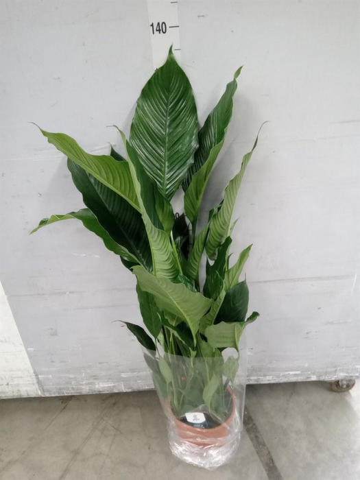 <h4>Spathiphyllum  'Sweet Sebastiano'</h4>