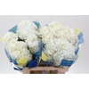Hydrangea white