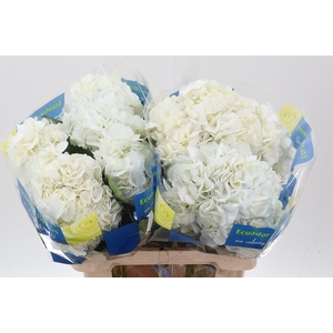 Hydrangea white