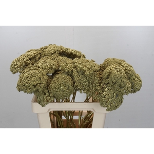 Ammi Visnaga Painted Gold