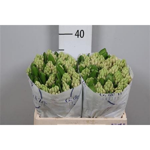 Hyac China Pink