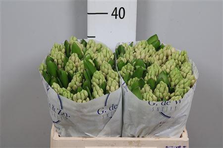 <h4>Hyac China Pink</h4>