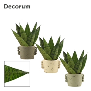 Sansevieria Zeylanica Fan 6 cm in Dione (Nature world-collection