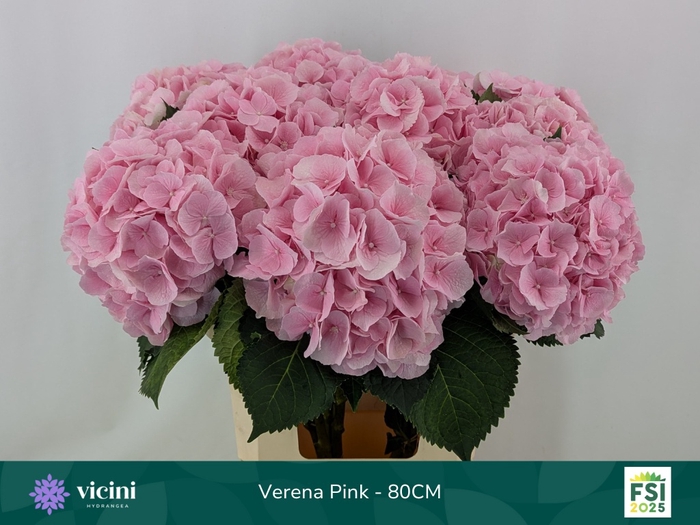 <h4>HYDR M CH VERENA</h4>