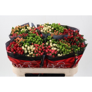 Hyp Rainb Rom Mix 70cm