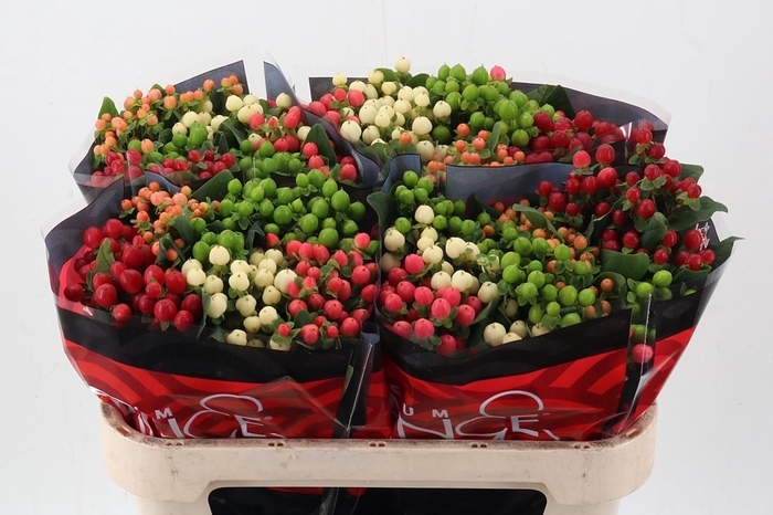 <h4>Hyp Rainb Rom Mix 70cm</h4>