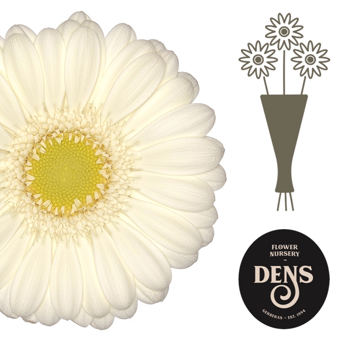 <h4>Germini Albino Water</h4>