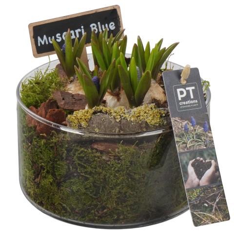 <h4>PTMB6325 Arrangement Muscari Blue in glasschaal</h4>