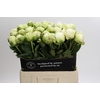 Paeonia Ivory Victory