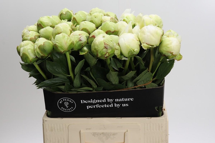 <h4>Paeonia Ivory Victory</h4>