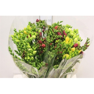 Fr Du Gem Mixed Double Extra!!