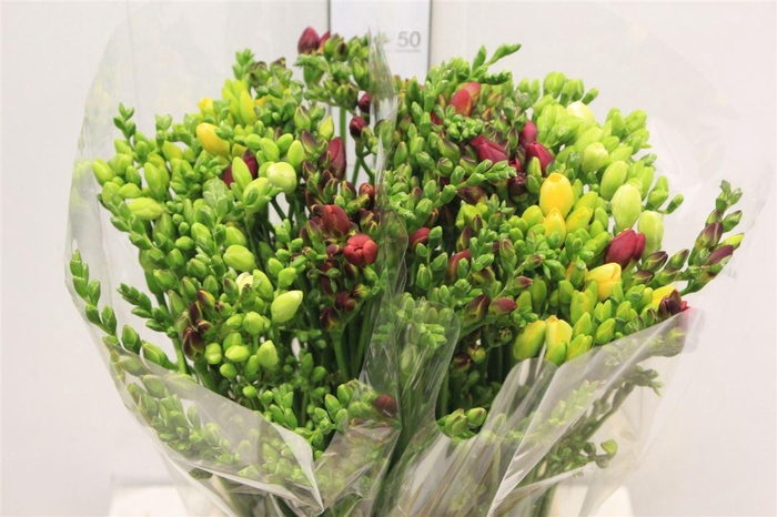 <h4>Fr Du Gem Mixed Double Extra!!</h4>