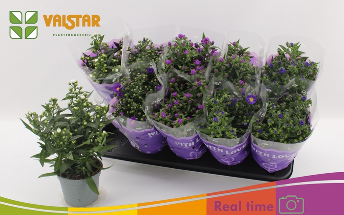 <h4>ASTE STARL GEM</h4>