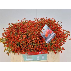 Rosa Fair Jewel 35cm
