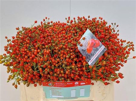 <h4>Rosa Fair Jewel 35cm</h4>