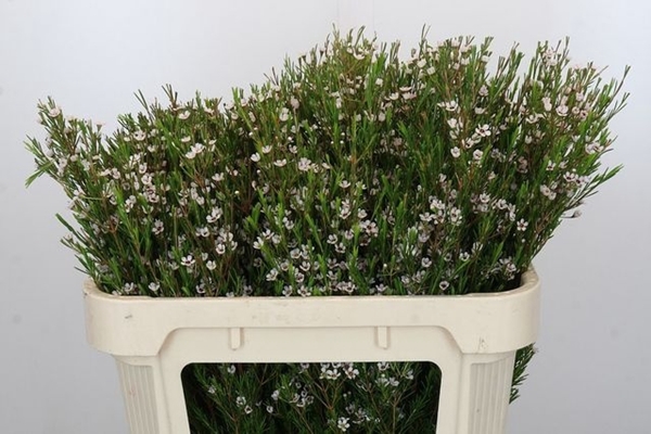 <h4>CHAME UN SNOW FLAKE</h4>