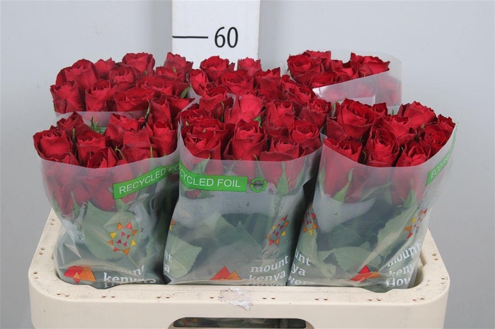 <h4>R Gr Madam Red</h4>