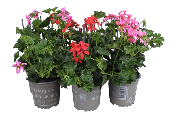 <h4>Pelargonium Peltatum Balcon/Enkelbloemig Mixkar</h4>